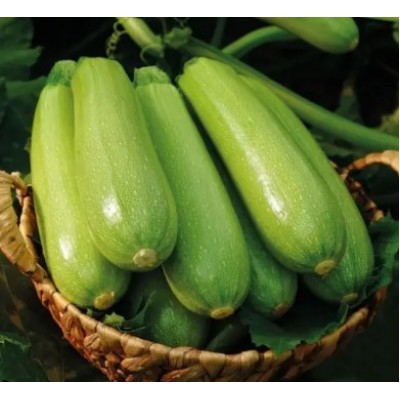 Родан F1 - семена кабачка, 1000сем., Libra Seeds